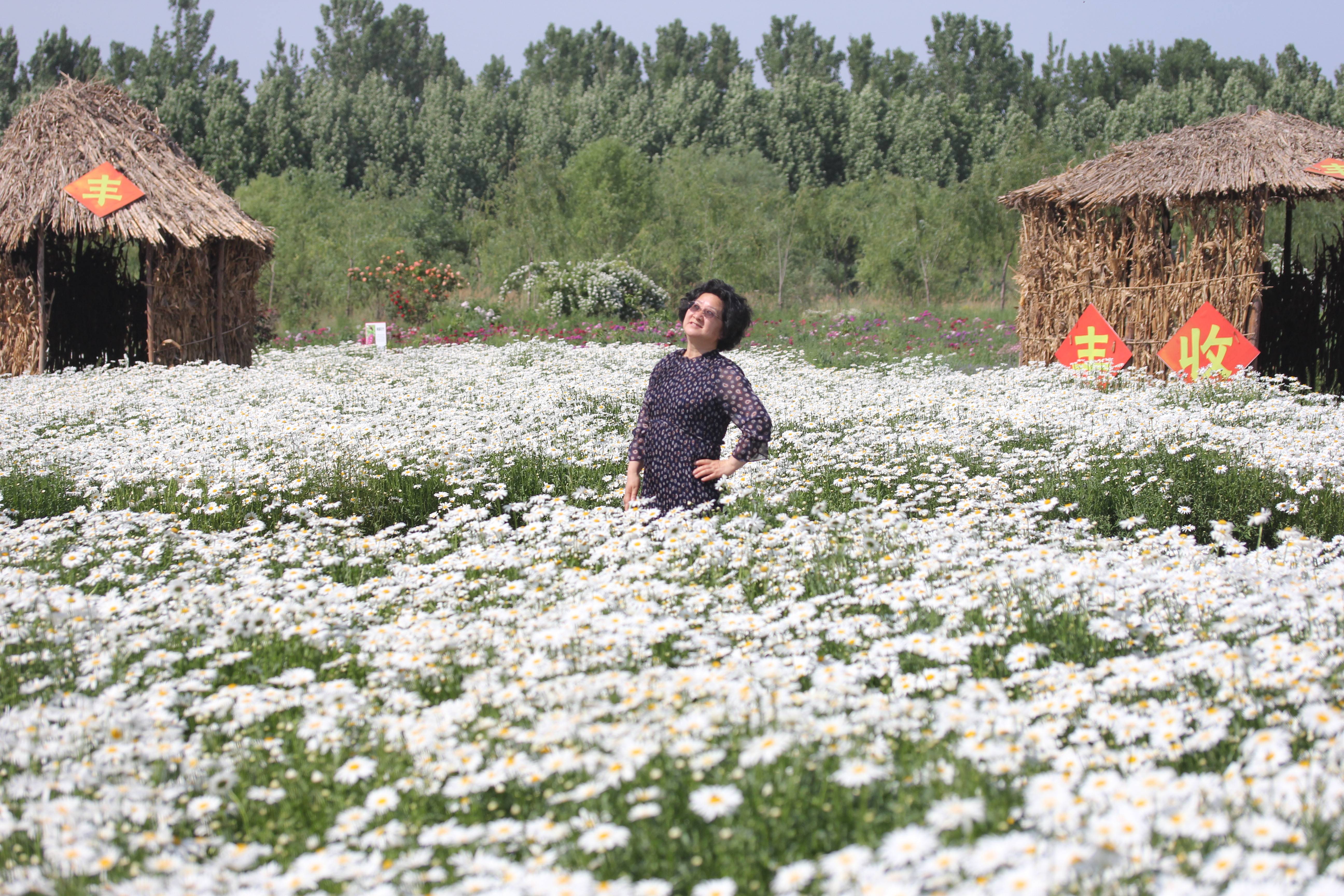 北京包场赏花秘境 景色堪比普罗旺斯 美得让人窒息 生活