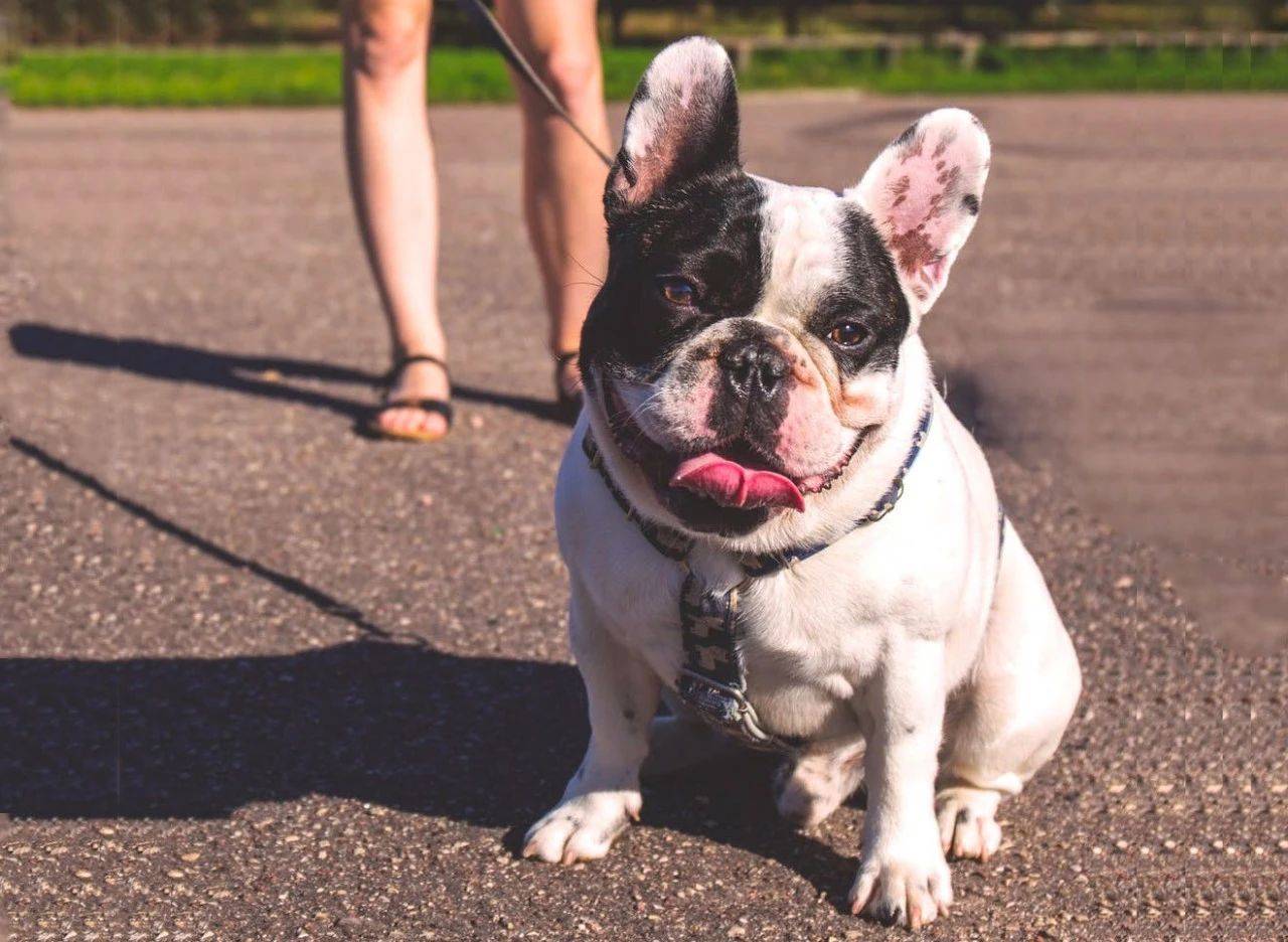 啥时候才能给狗洗澡 05372852a13a425092aed16055a39525.jpeg