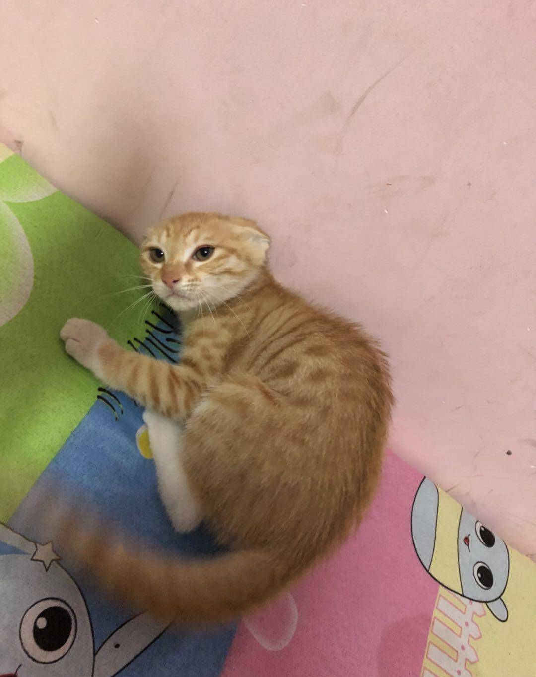 养了一只白眼狼 橘猫动嘴咬人 主人很生气 手掌