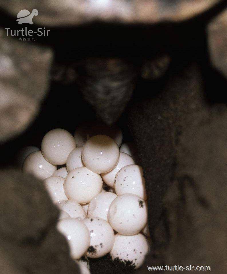 乌龟怎么吃营养价值高 12d6e23b3fc7417db91796ef8e17f9f1.jpeg