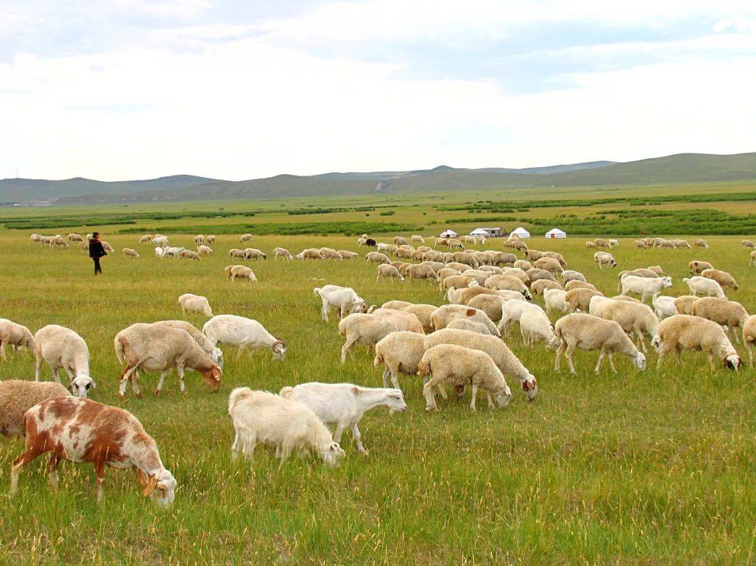 梦见草原和羊群 梦见大草原还有牛羊