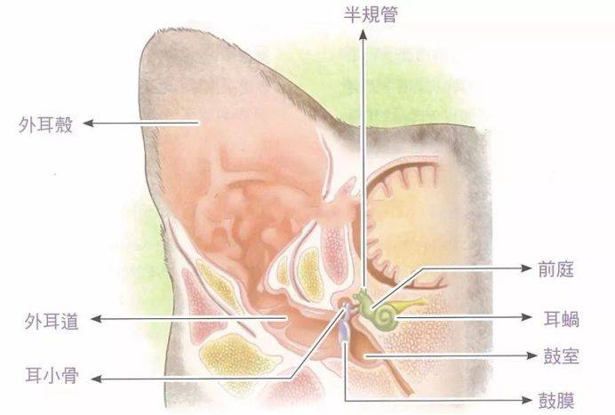 猫咪耳朵解剖图图片