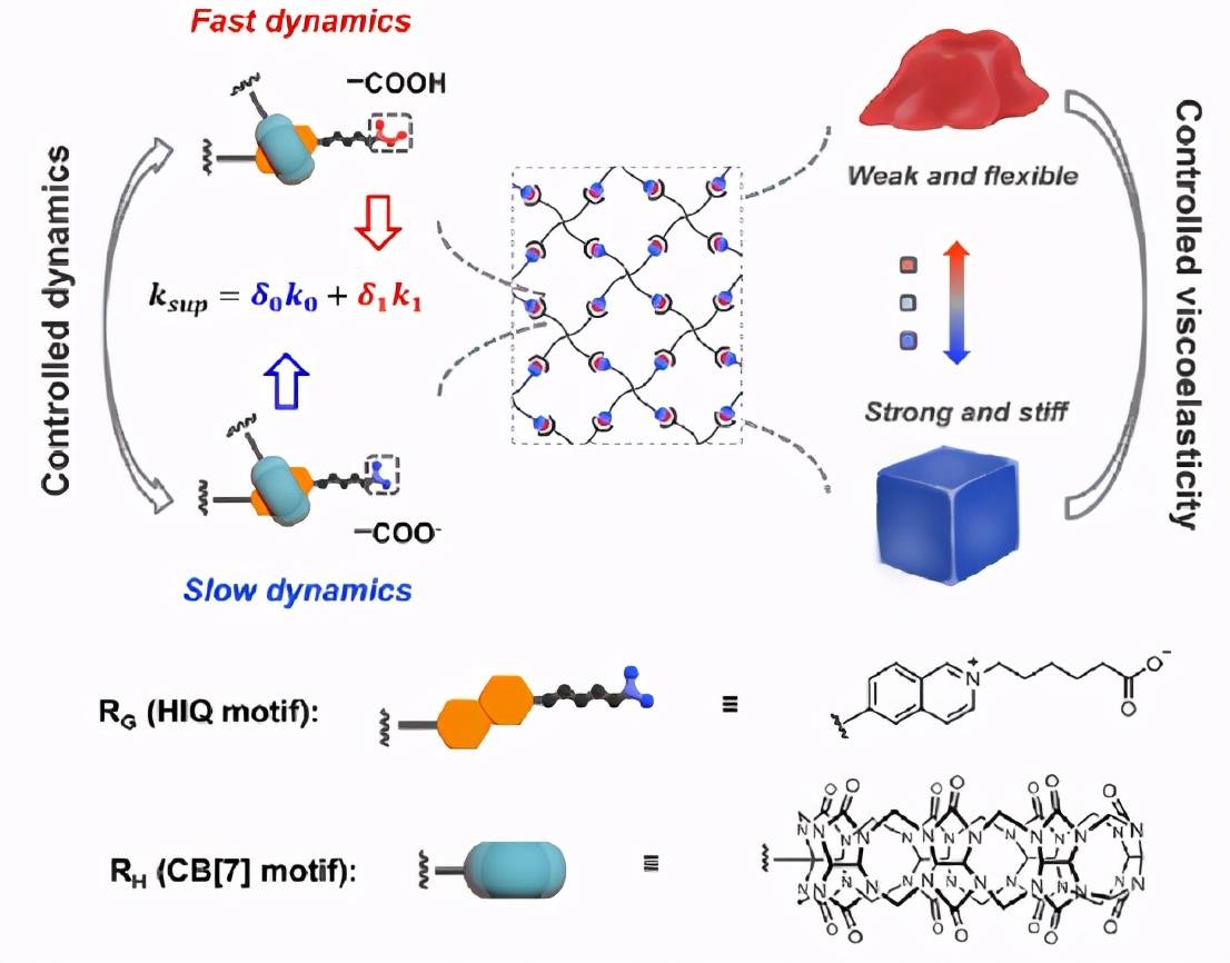 原创山东大学陈浩谭业邦快慢速动力学交联控制聚合物网络的粘弹性和