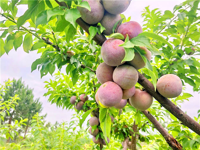 果场,场主吴叔介绍说,他的果场面积200多亩,种植三华李树已经有5年了