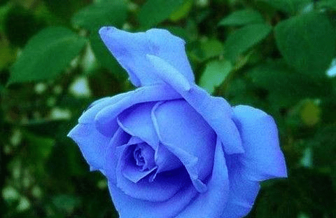 有蓝色妖姬还有什么妖姬 ee9dabda495445428cd5051a18633811.png