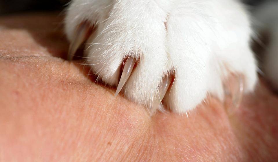 怎么给猫剪手指甲盖 4733c2d967994305a979d01695a4ffeb.jpeg