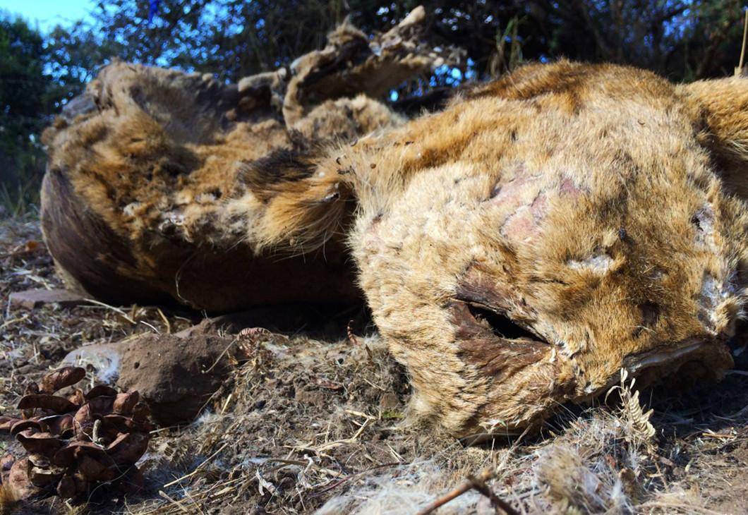 完整的狮子骨架在南非1000英镑在越南5万英镑狮子面临灭绝