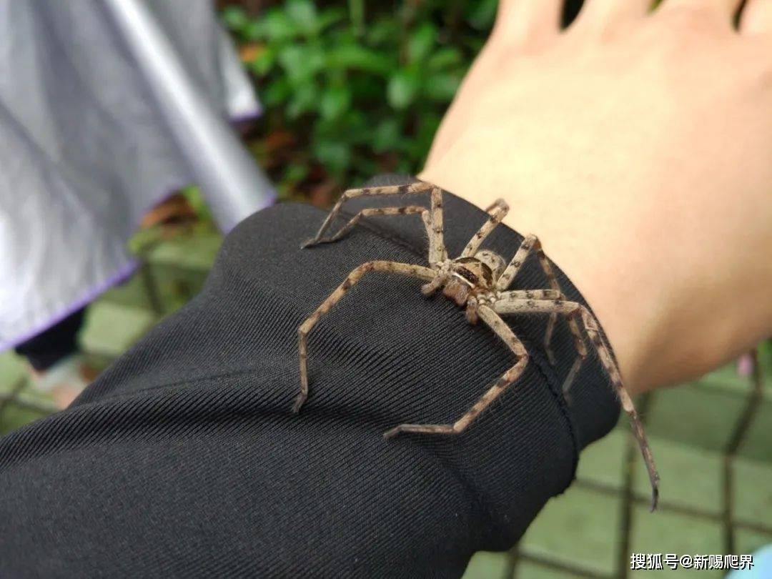 我的生態攝影集: 白額巨蟹蛛, 蠄蟧, 白額高腳蛛, Widespread Huntsman Spider, Heteropoda ...