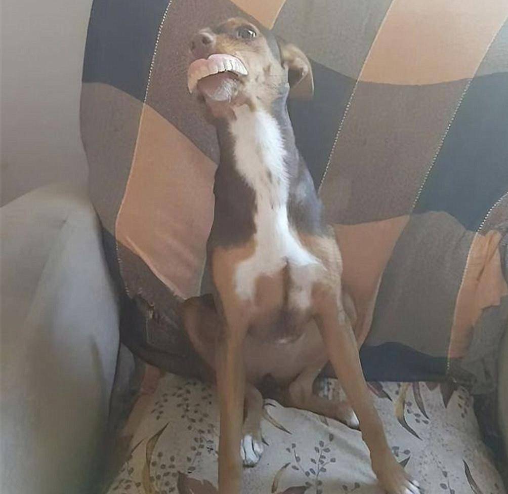 老人假牙消失家人寻找数小时未果看到狗狗后让人憋不住笑