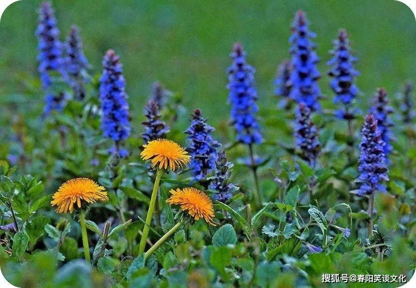 春夏秋冬各不同 愿你活成自己的风景 生活