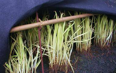 什么时间种韭菜根最好 93015274fd0c420eab009418d34265b8.jpeg