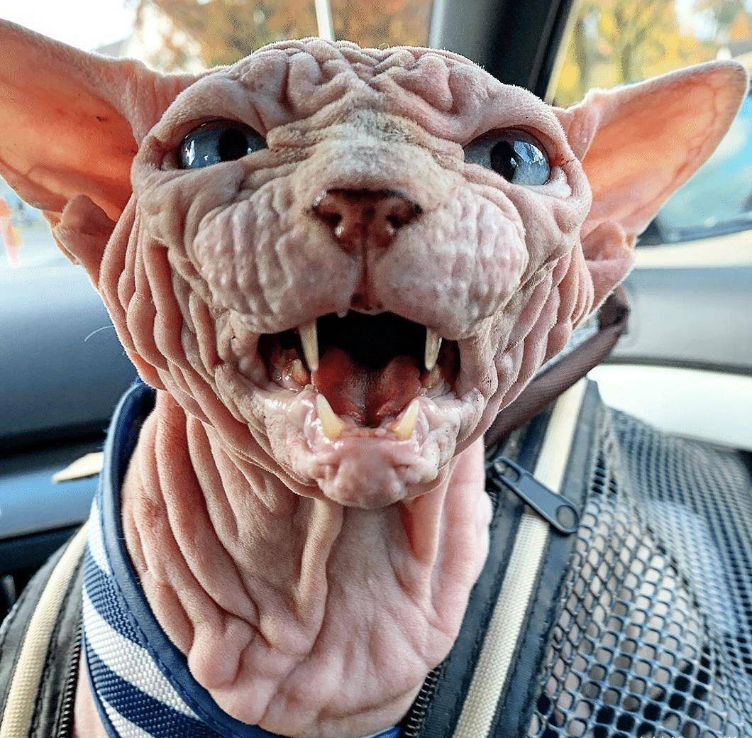 原创长满褶皱的猫咪,就像一个外星怪兽,猫主人不害怕吗?