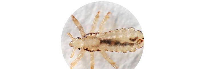 猫身上有什么寄生虫 我的猫从来不出门 需要驱虫吗 猫咪