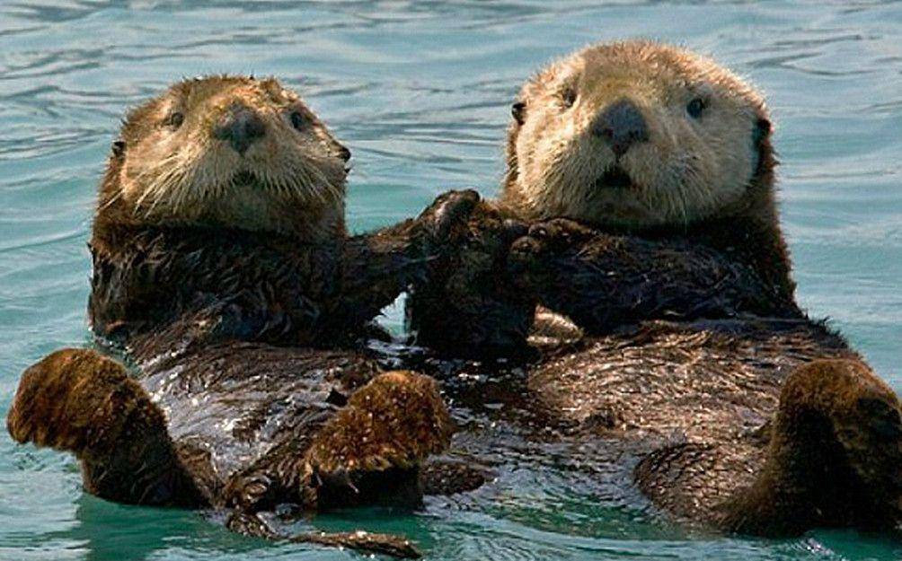 原创呆萌海獭浑身是戏:睡觉时手牵手,"口袋"里始终放着一块石头