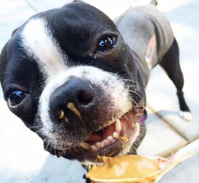 狗为啥喜欢吃 537548d4eed144fb85775dbdaa380cfa.jpeg