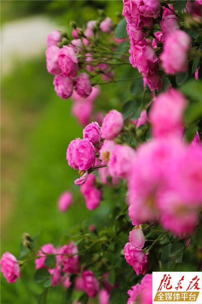 薔薇花又名白殘花,刺蘼,是薔薇屬植物,喜光,耐半陰,耐寒,對土壤要求不