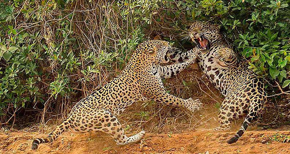 原创花豹为争抢地盘造成面部撕裂3个月后恢复如初自愈能力惊人