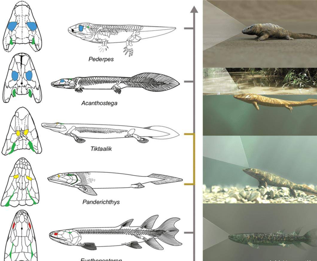 四足鱼类从何而来 揭开 肉鳍鱼 的神秘面纱 拉蒂迈