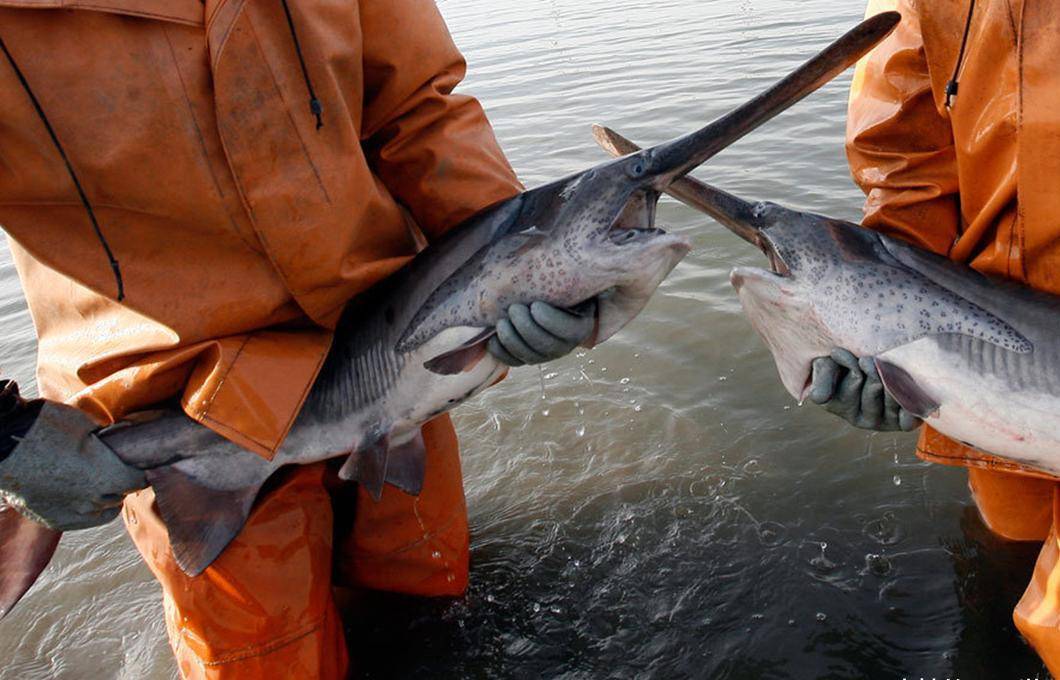水中活化石白鲟从常见渔获到灭绝它经历了什么