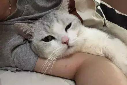 猫咪怎么样才能抱着睡觉 93b9fcc1dd764bcb85eddaa3ad2592e3.jpeg