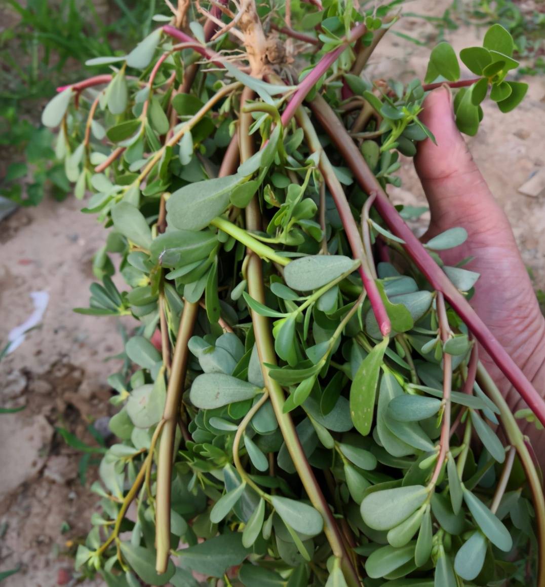 野菜南北方都有,只是不同的地方叫法不同而已,在北方我们把这种菜叫"