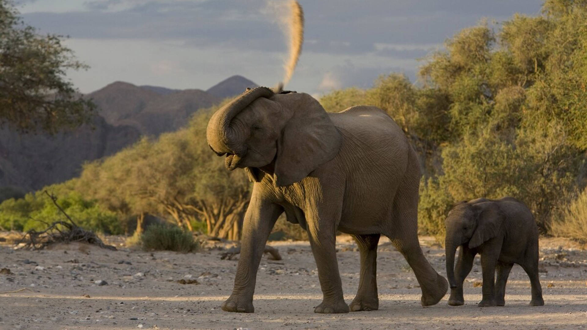 象群可能在秋冬季节南归_大象