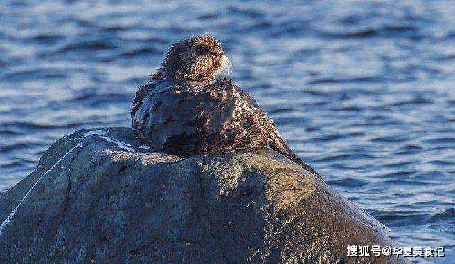 人类起源于"海猿"学说,到底是怎么回事?