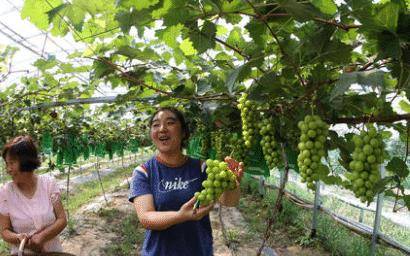 阳光玫瑰葡萄为什么不好卖 025a49f27eb2441f8d839a6db08ab305.jpeg