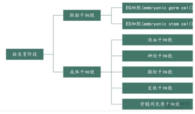 Jpstemcell 日本干细胞 揭开 万能细胞 的神秘面纱 组织