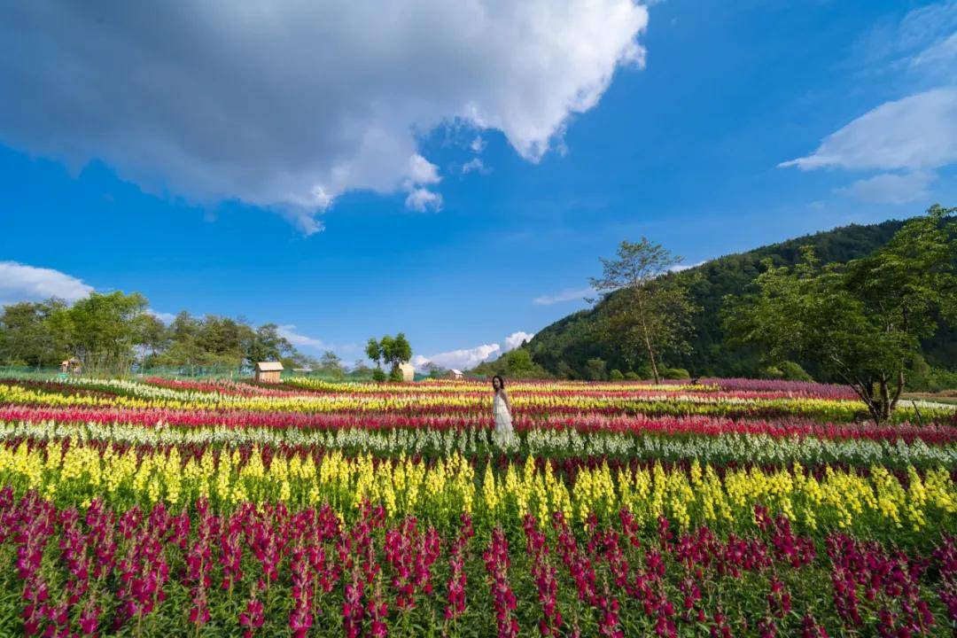 丛林探秘,草地野餐,赏花逗萌宠……到归云庄解锁清凉夏日_腾冲