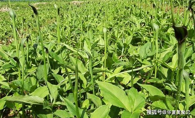 原创玉米地里常见的一种药材,小时候常挖去卖钱,现在却无人问津