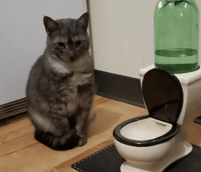 幼猫猫粮泡水后需要把水倒掉吗 6a7f2d571621420cb240866a76b39497.png