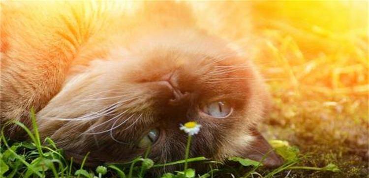 什么叫猫薄荷 6cd098dbb7964e189aaff9270b4805dc.jpeg