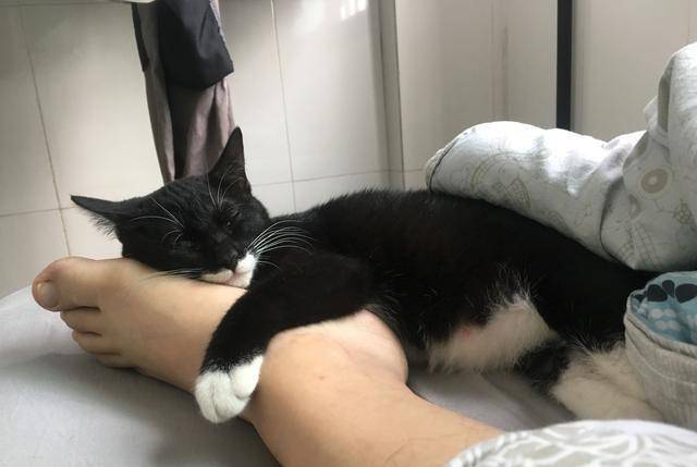 一只猫能喂几只小猫 7929fa069cd74ef0889d3ae04250aaa8.jpeg