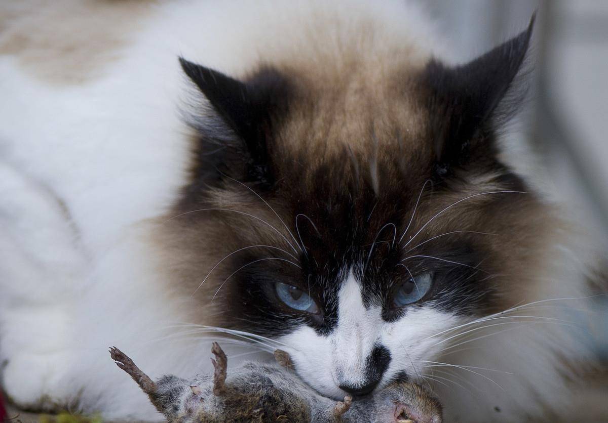 猫喜欢吃什么 猫咪的十大禁忌吃什么