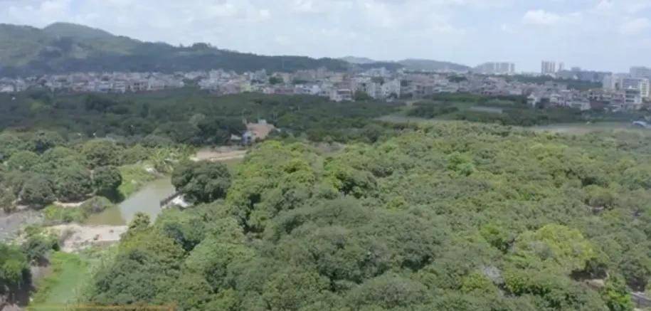 荔枝排行榜_原来荔枝也有排名,惠州镇隆荔枝一键溯源让你吃得明明白白