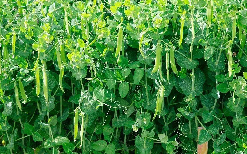 夏季蔬菜管理方法,种植户赶紧收藏!