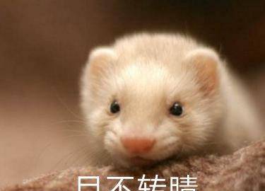 萌宠排名_萌宠头像