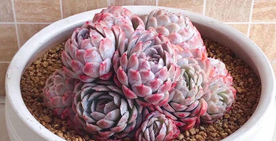 多肉冰梅这么养能爆盆易变美色彩斑斓惹人醉还有迷人的香味