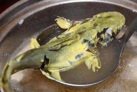 此鱼自带"芝麻香",肉质嫩滑营养价值高,却被人误认成入侵物种_鲶鱼