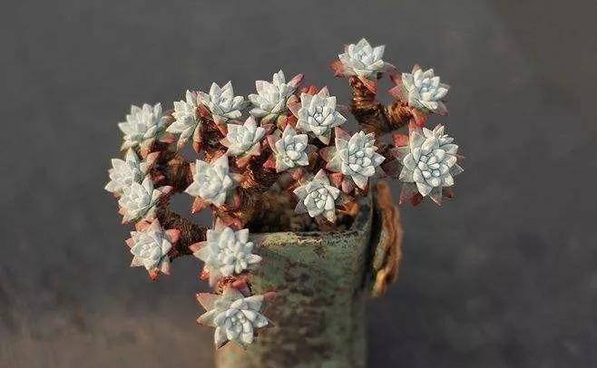 江门绿化工程公司，多肉白菊