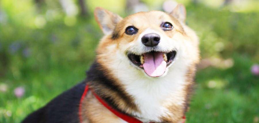 排名第一的犬