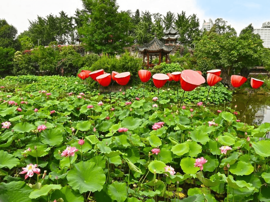 四川成都文化公园荷花绽放 婀娜多姿