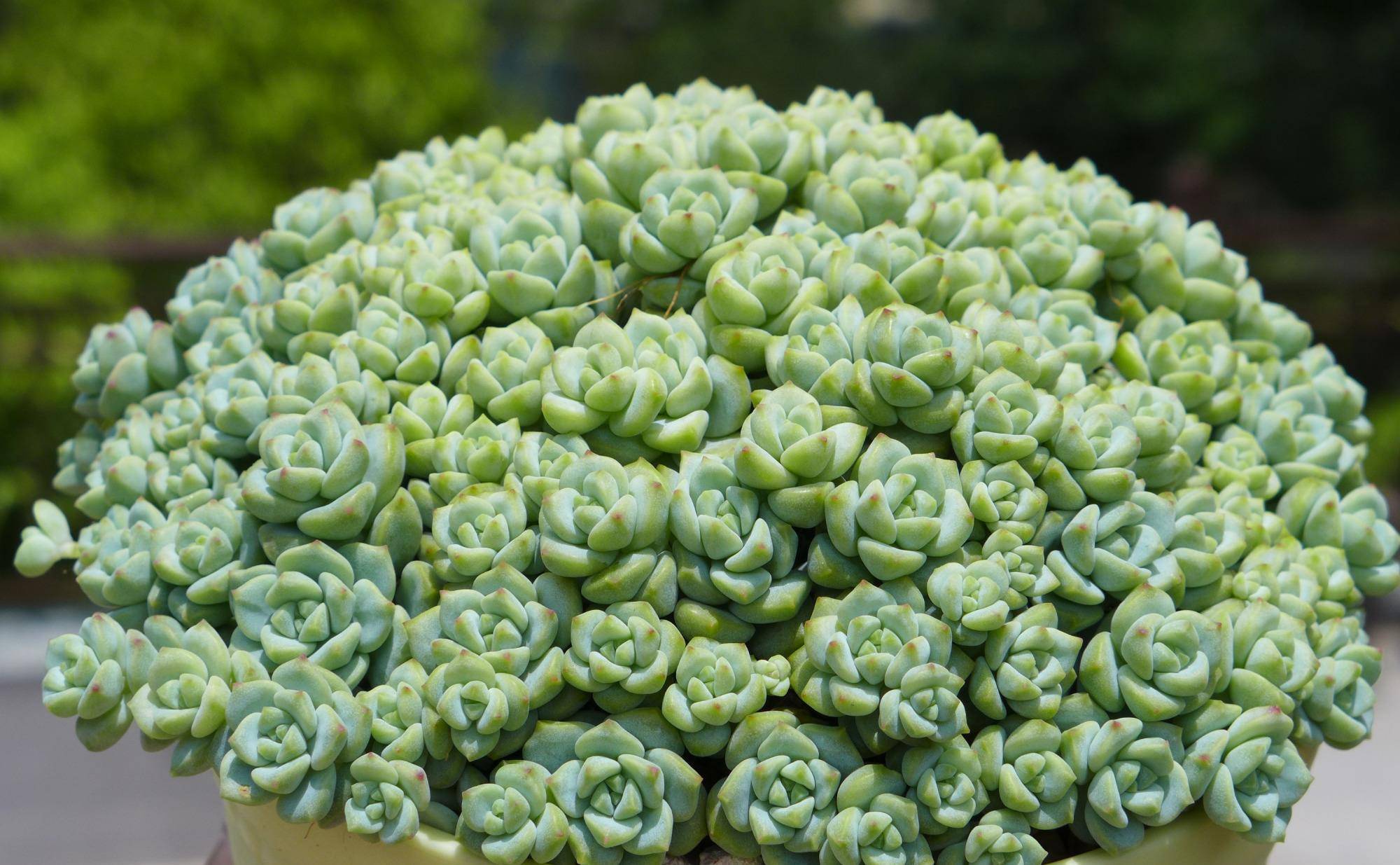 喜欢群生爆盆的多肉就选这12种不管南方还是北方都能养得很好