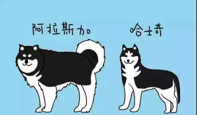 阿拉斯加与哈士奇怎么区分 区别