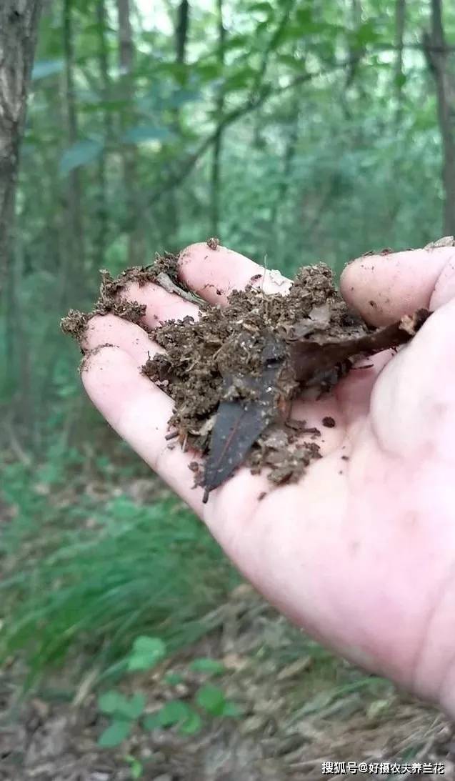 腐烂成寸断了,而且也与泥土相互混合,并经过泥土中的菌类和虫蚁作用过