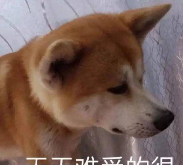 怎么教狗狗转圈圈 2cfc9ba4add145e483d362f18d2951b0.jpeg