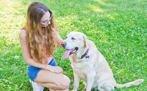 狗忠诚度排名(2)