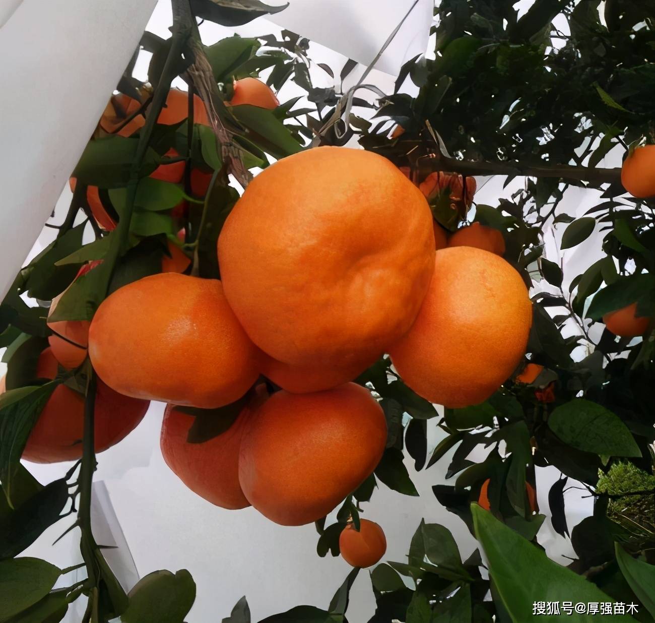  柑橘芽的各种特性你懂吗？  苹果桃葡萄的枝芽相同的