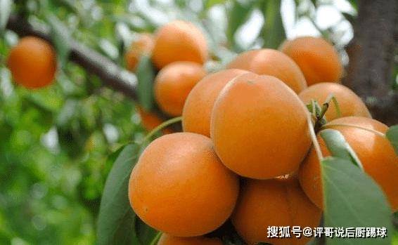杏核怎么做零食吃